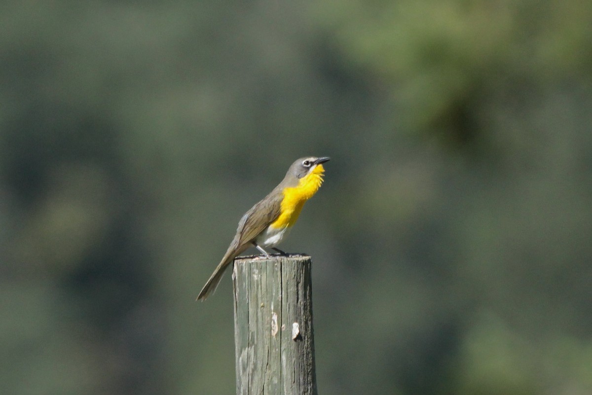 Yellow-breasted Chat - ML169313051