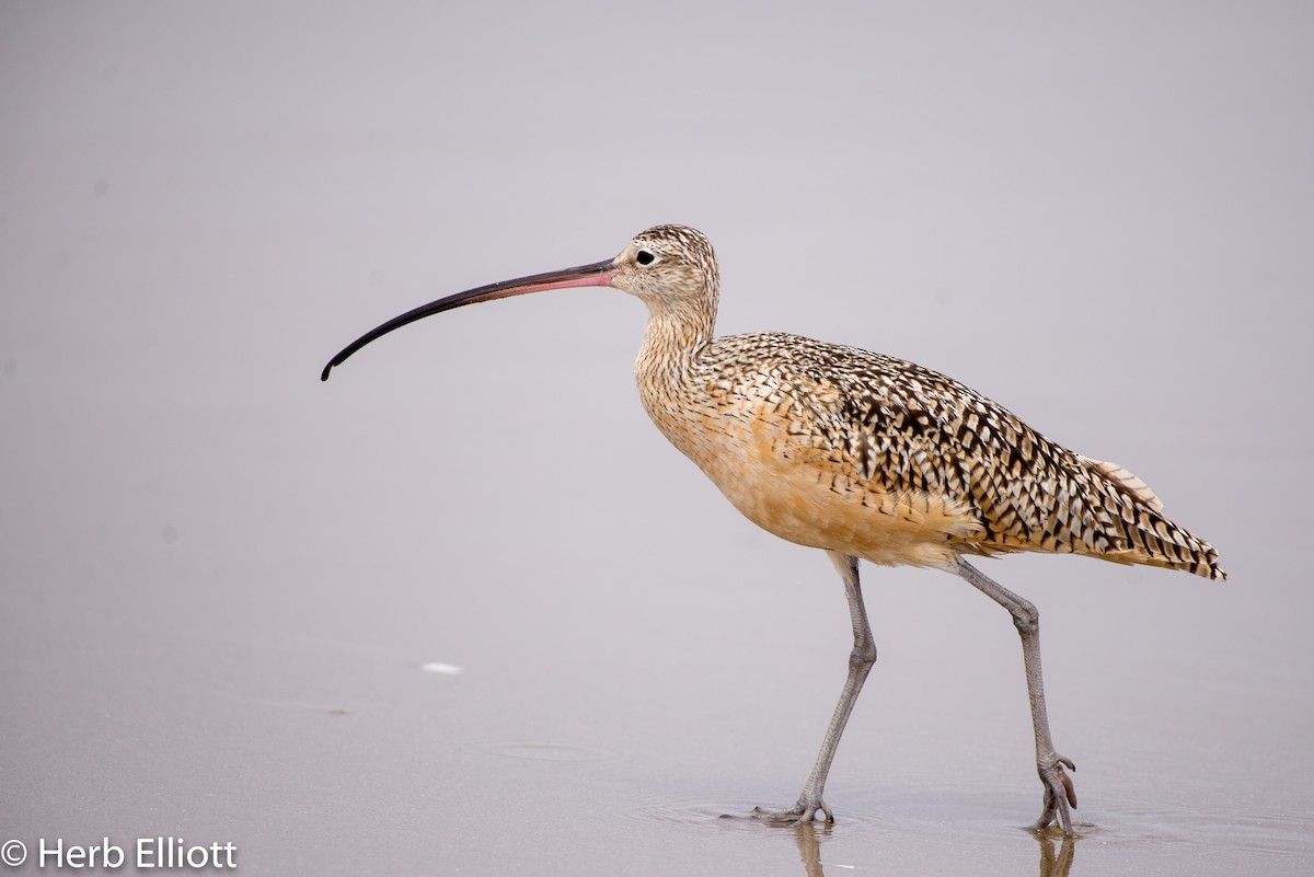 Long-billed Curlew - ML169315491