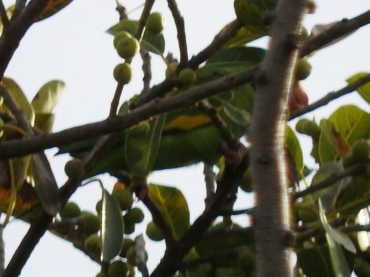 Yellow-chevroned Parakeet - ML169316171