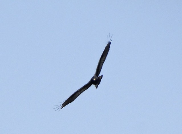 Zone-tailed Hawk - ML169317141