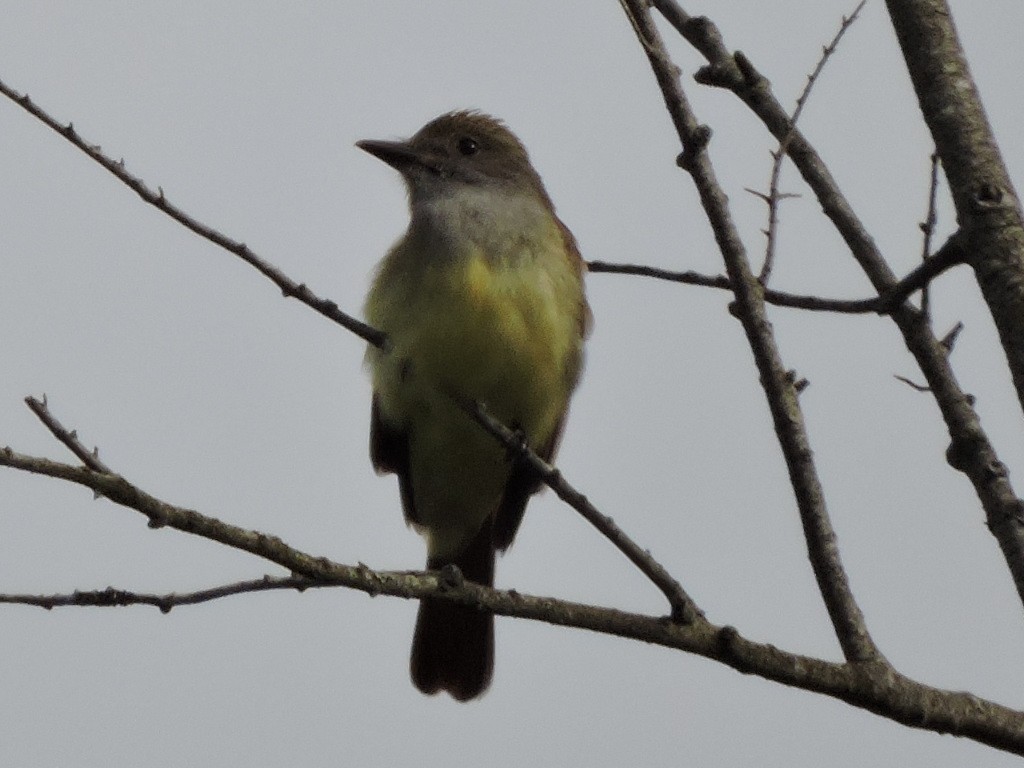 Great Crested Flycatcher - ML169320101