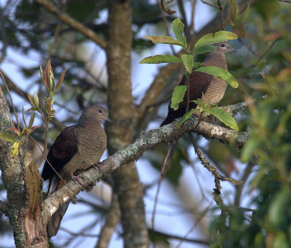 Barred Cuckoo-Dove - Prabhanjan Behera