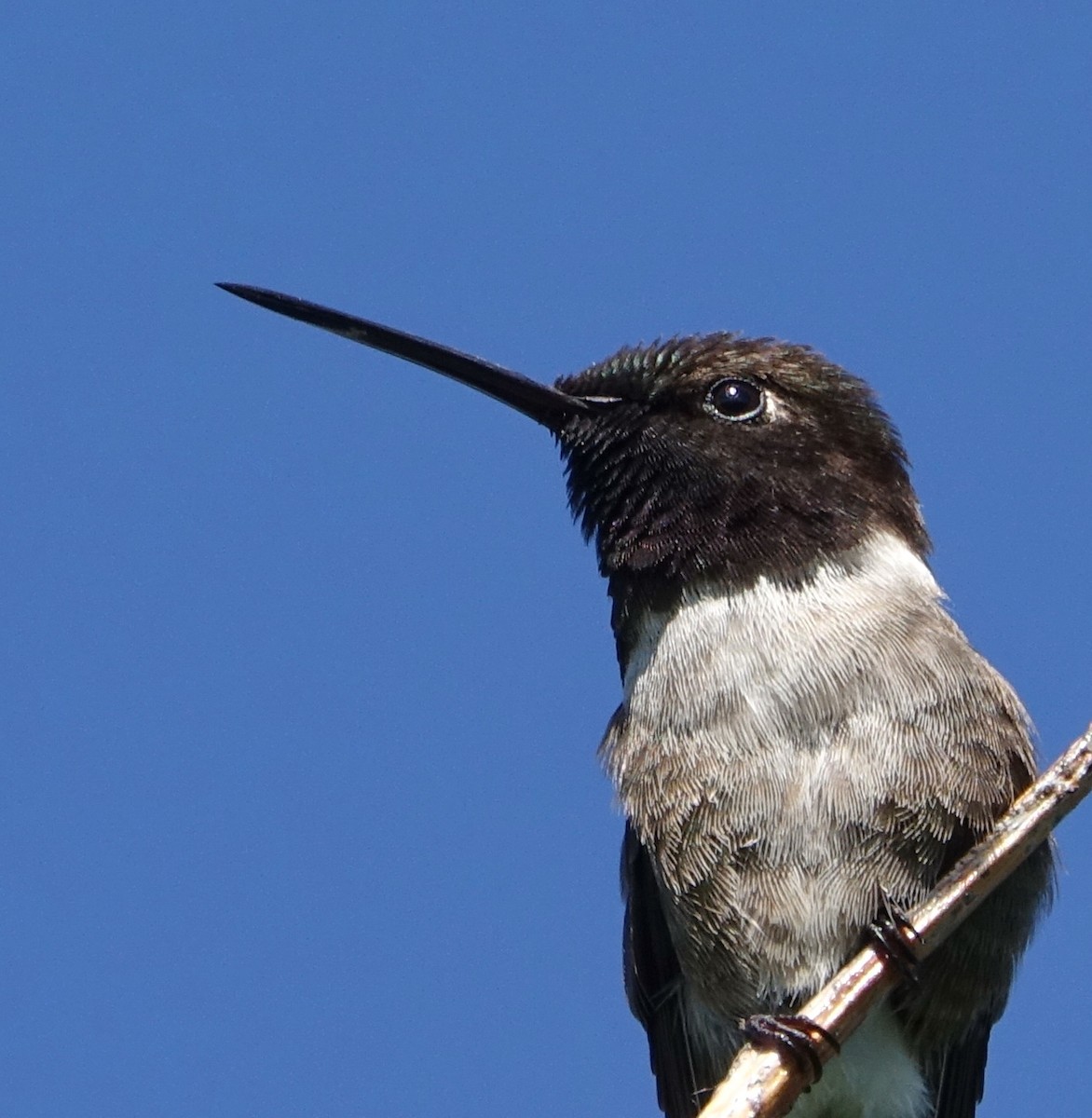 Black-chinned Hummingbird - Doug Swartz