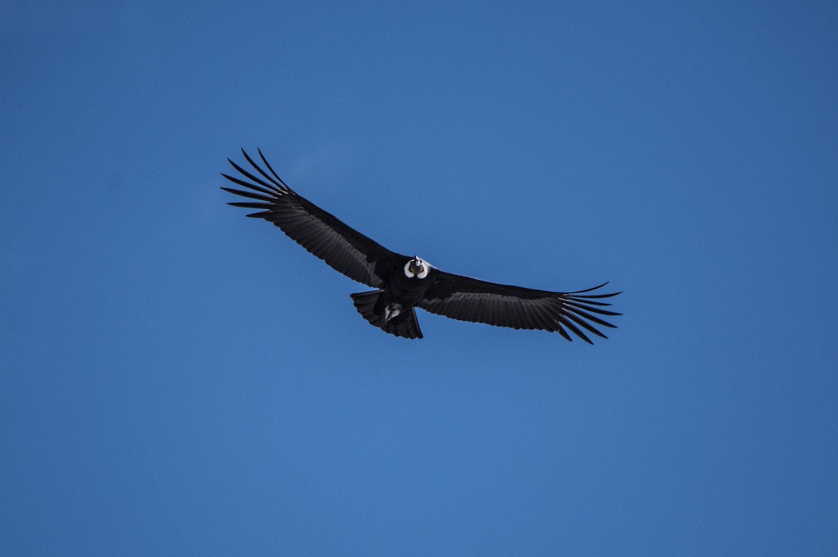 Andean Condor - ML169329121