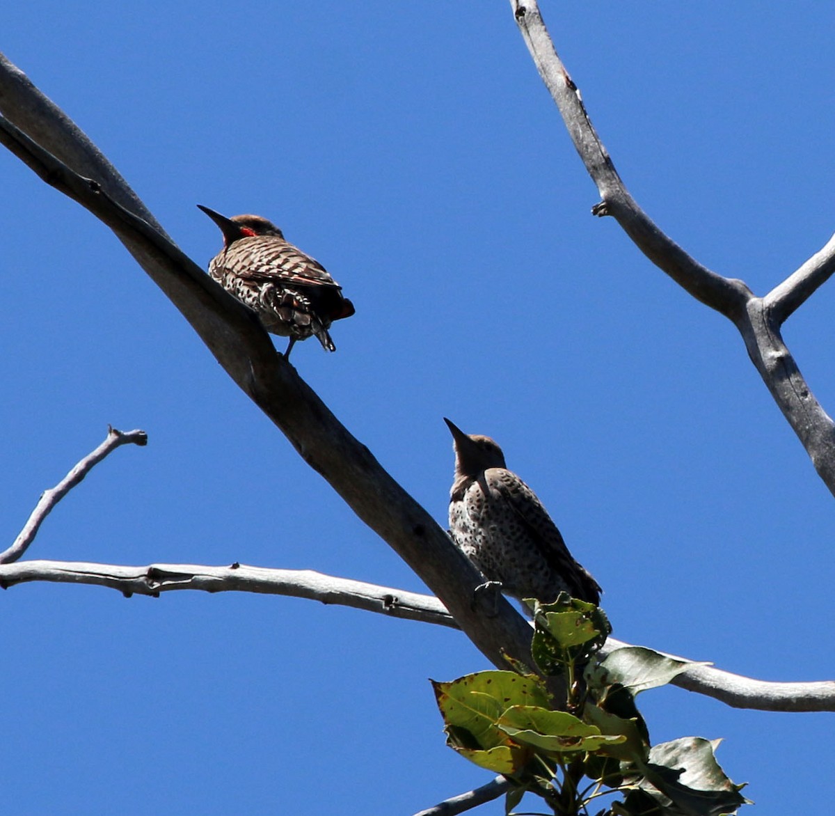 Northern Flicker (Red-shafted) - ML169333431