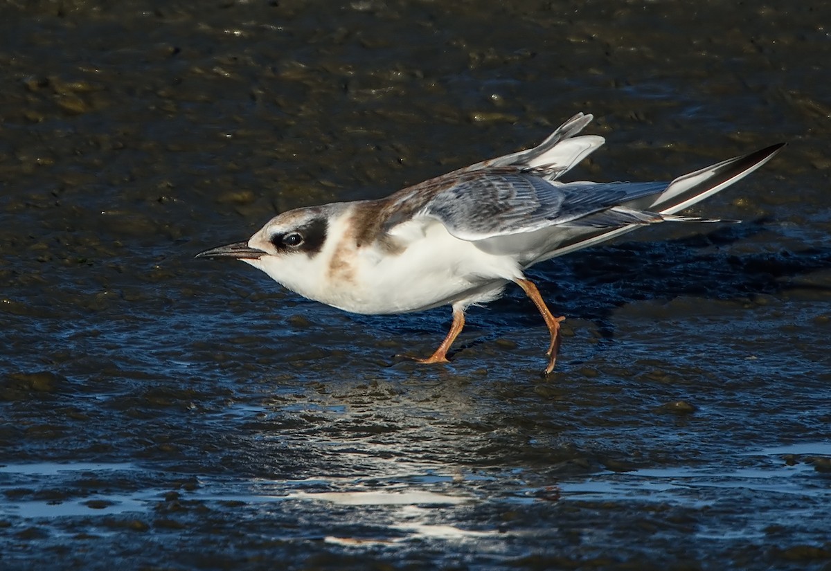 Forster's Tern - Jerry Ting