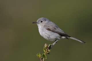 Blue-gray Gnatcatcher