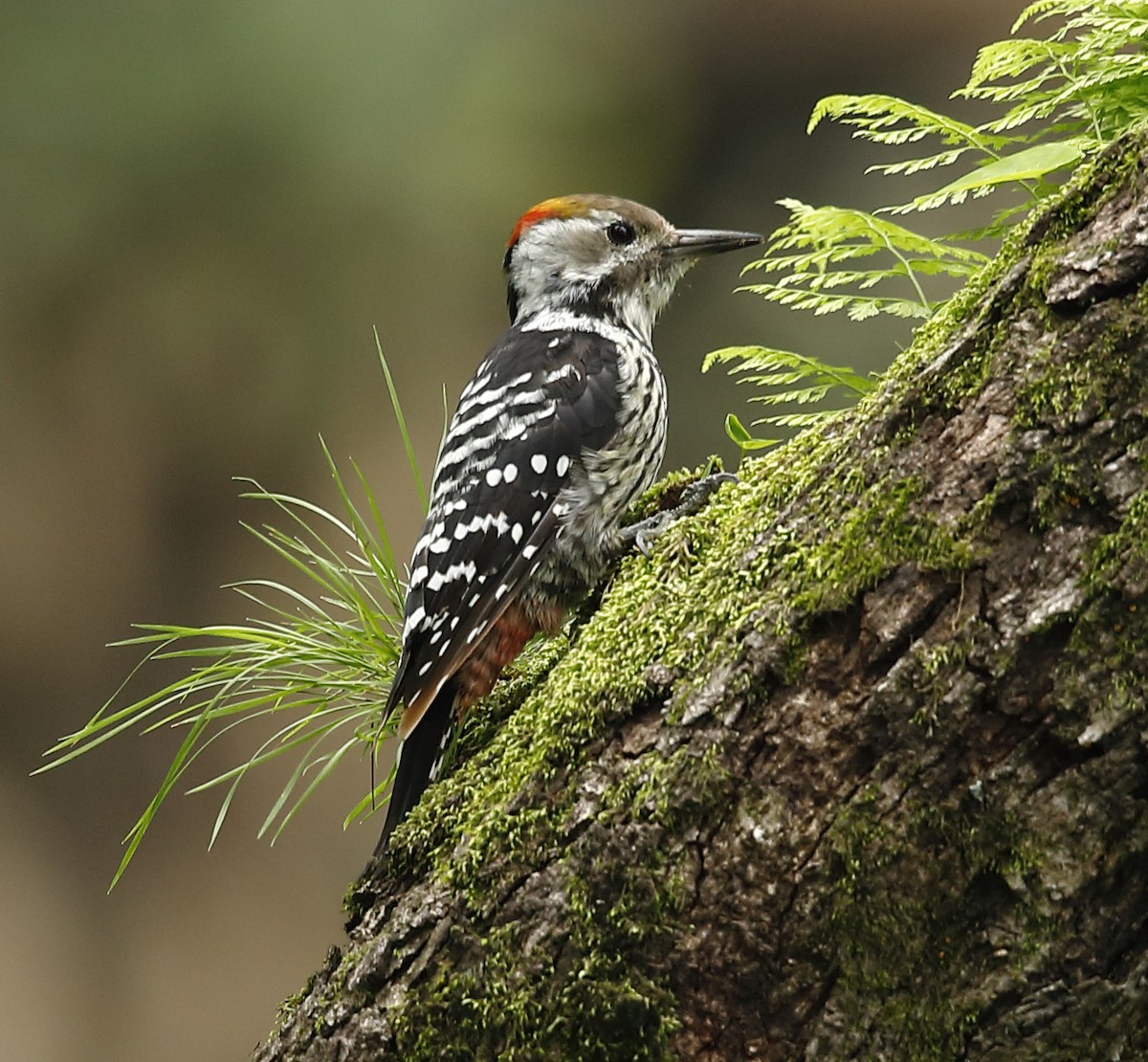 Brown-fronted Woodpecker - ML169336791