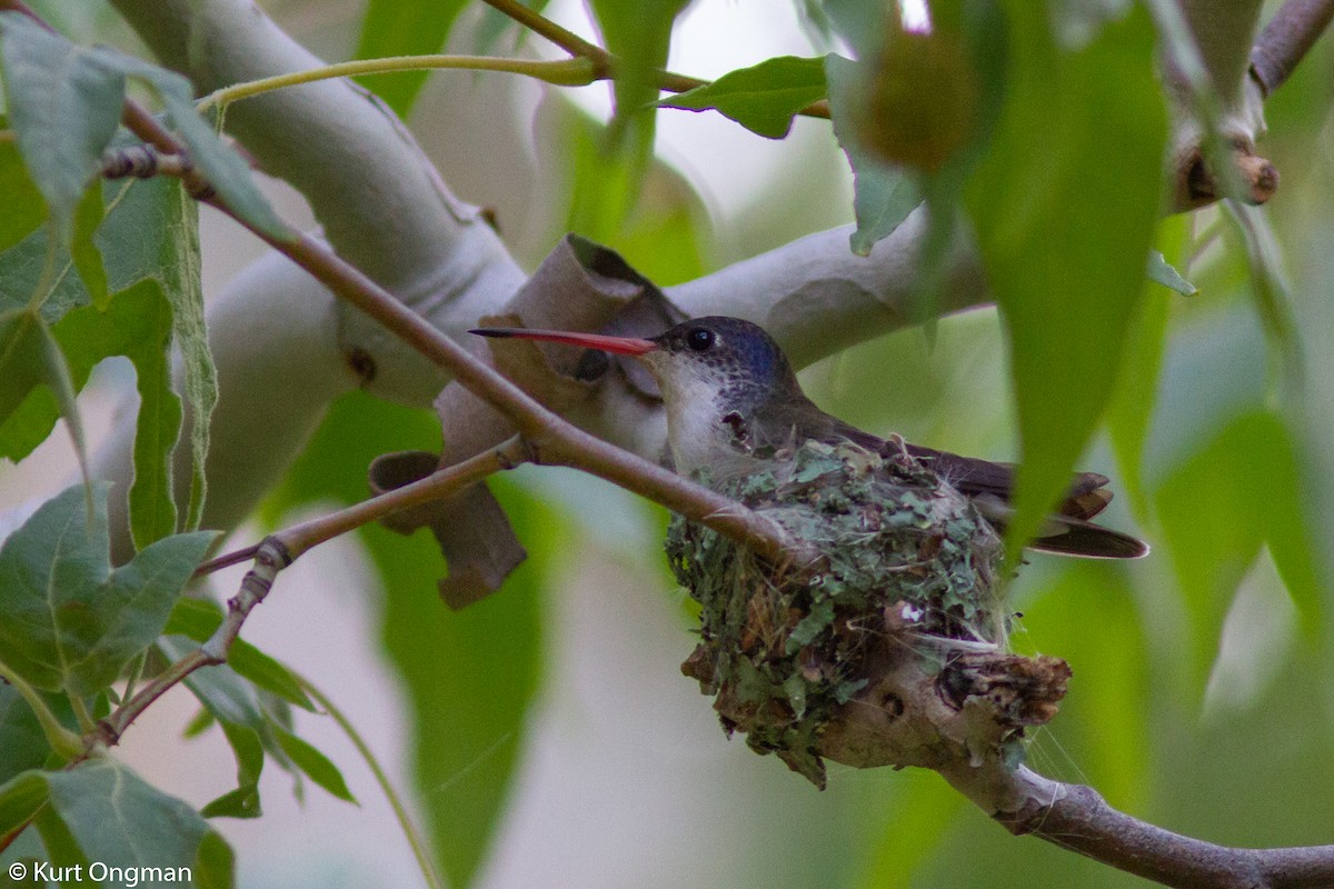 Violet-crowned Hummingbird - Kurt Ongman