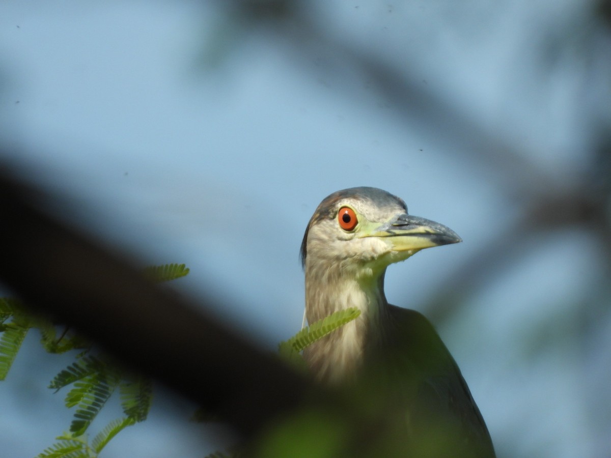 Black-crowned Night Heron - Lakshmikant Neve