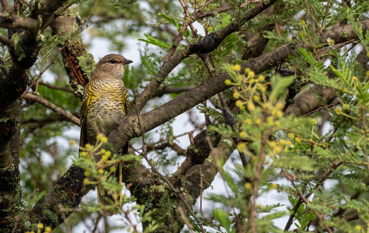Red-shouldered Cuckooshrike - Forest Botial-Jarvis