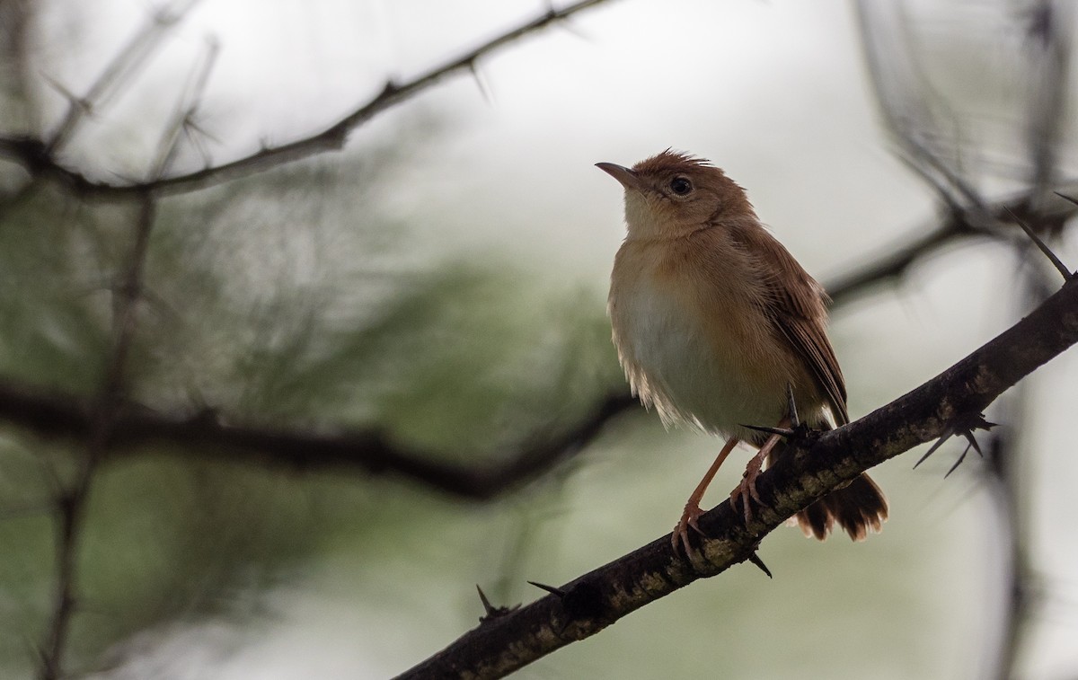 Foxy Cisticola - Forest Botial-Jarvis