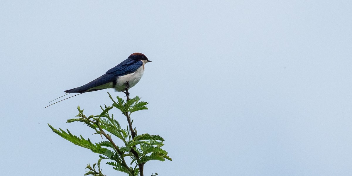 Wire-tailed Swallow - ML169345321