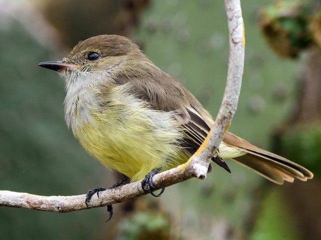 - Galapagos Flycatcher - 