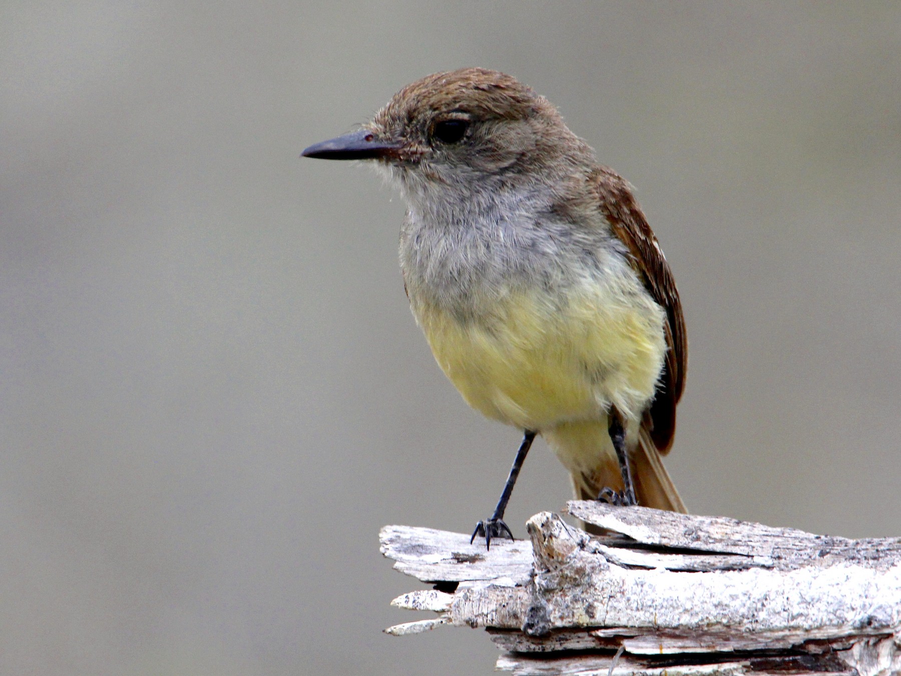 Galapagos Flycatcher - eBird