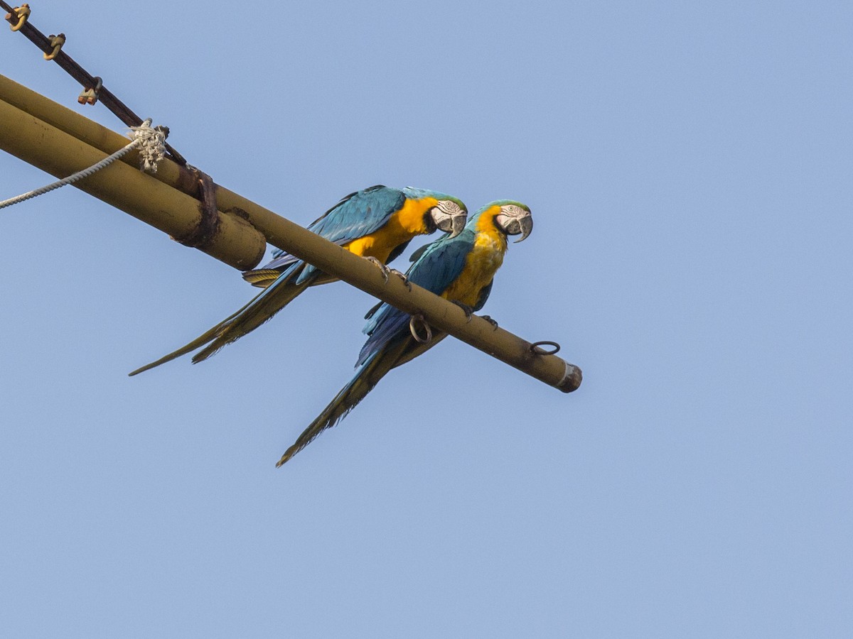 Blue-and-yellow Macaw - Oswaldo Hernández Sánchez