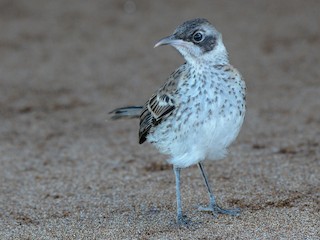 Молодая птица - Erik Martin - ML169349141