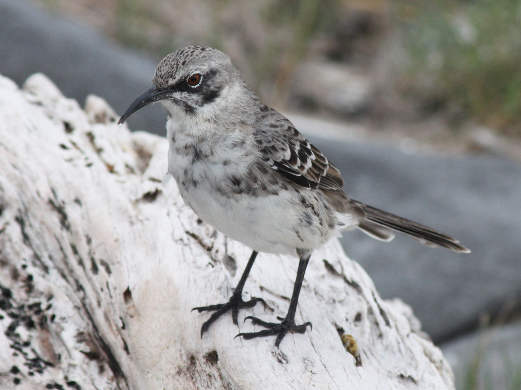 Española Mockingbird - John Drummond