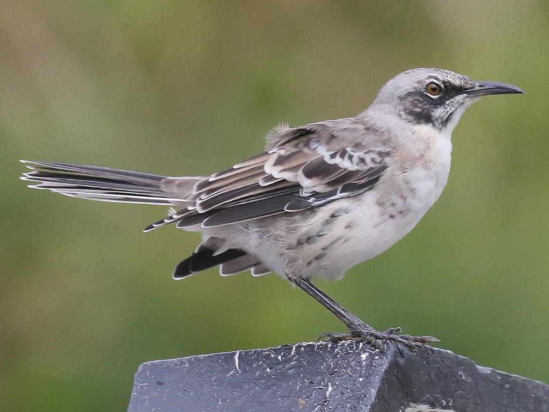 サンクリストバルマネシツグミ Ebird