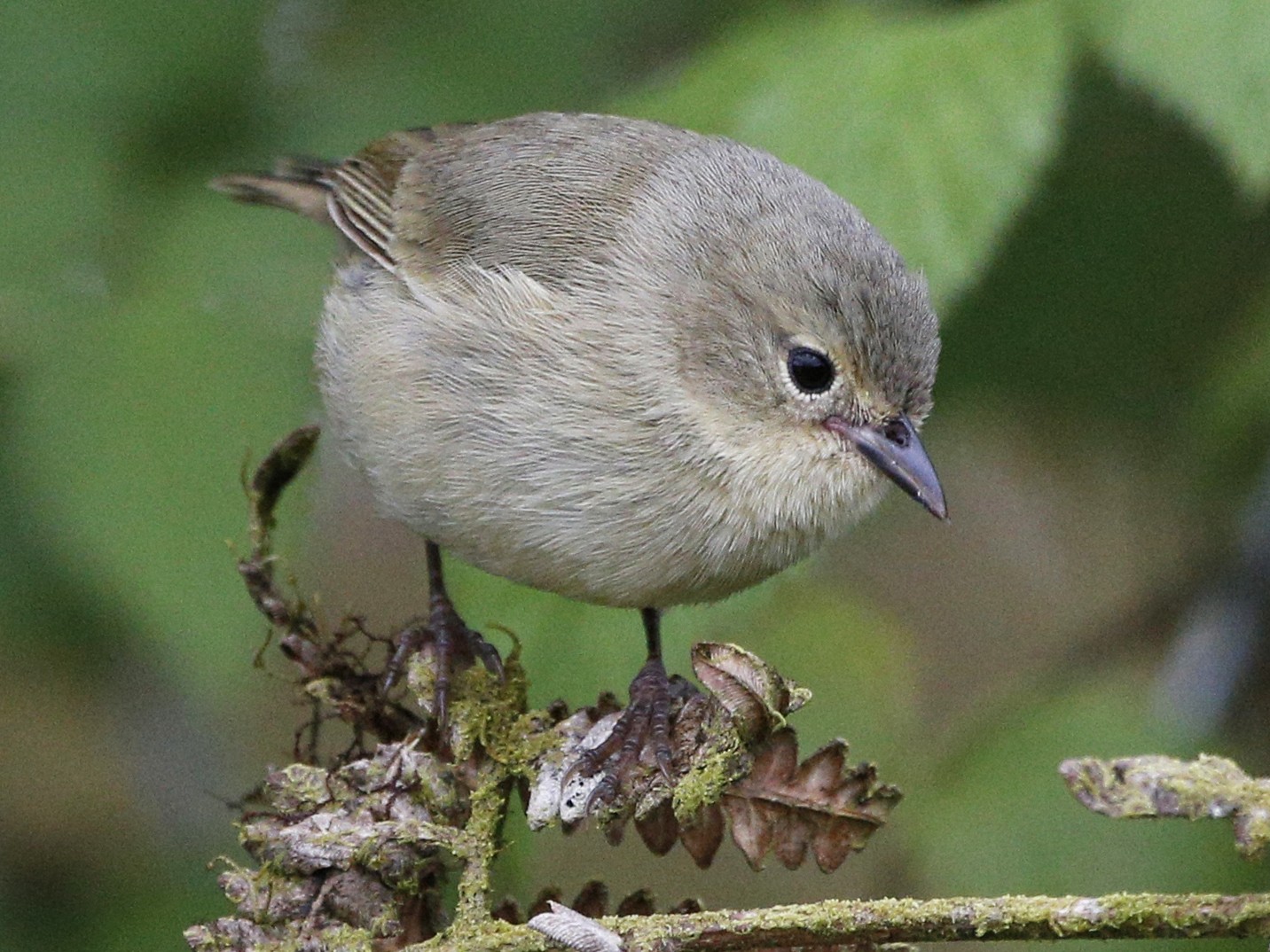 Green Warbler-Finch - Laura Keene