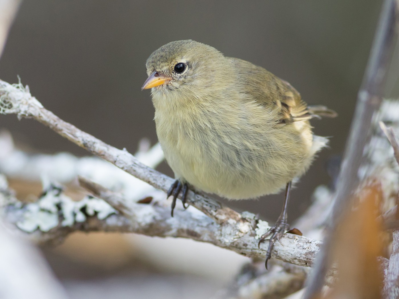 Gray WarblerFinch eBird