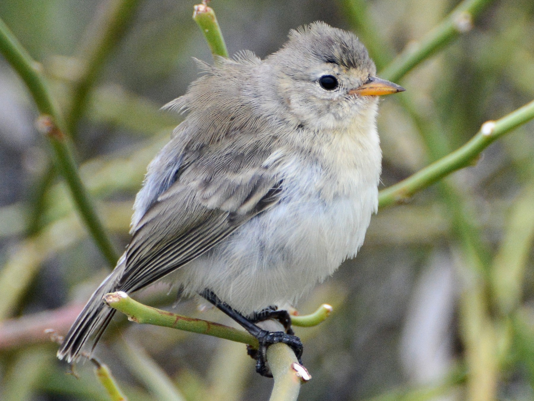 Gray Warbler-Finch - David Jeffrey Ringer