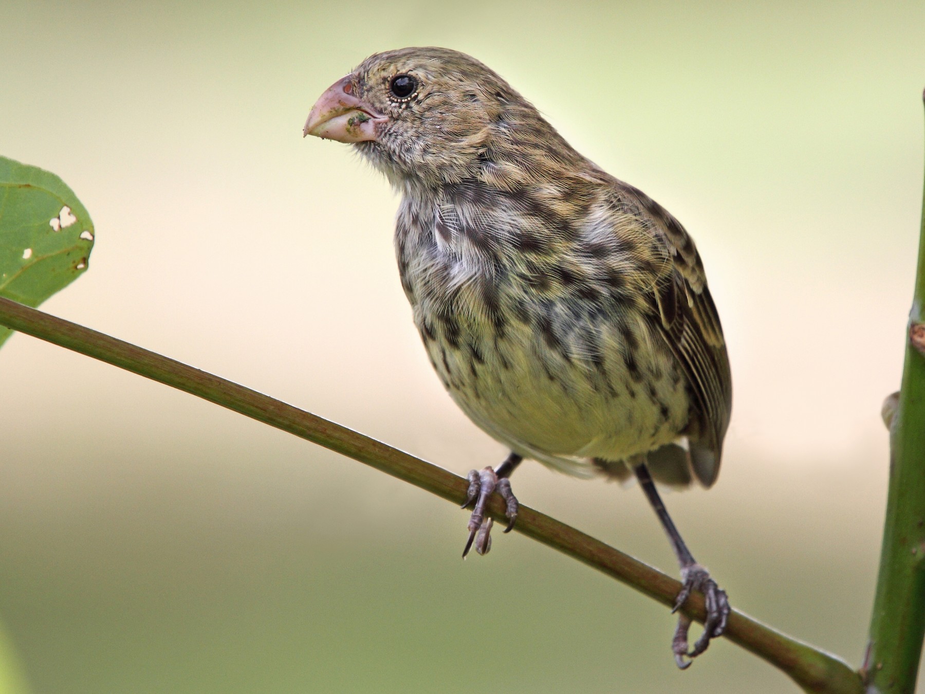 Vegetarian Finch