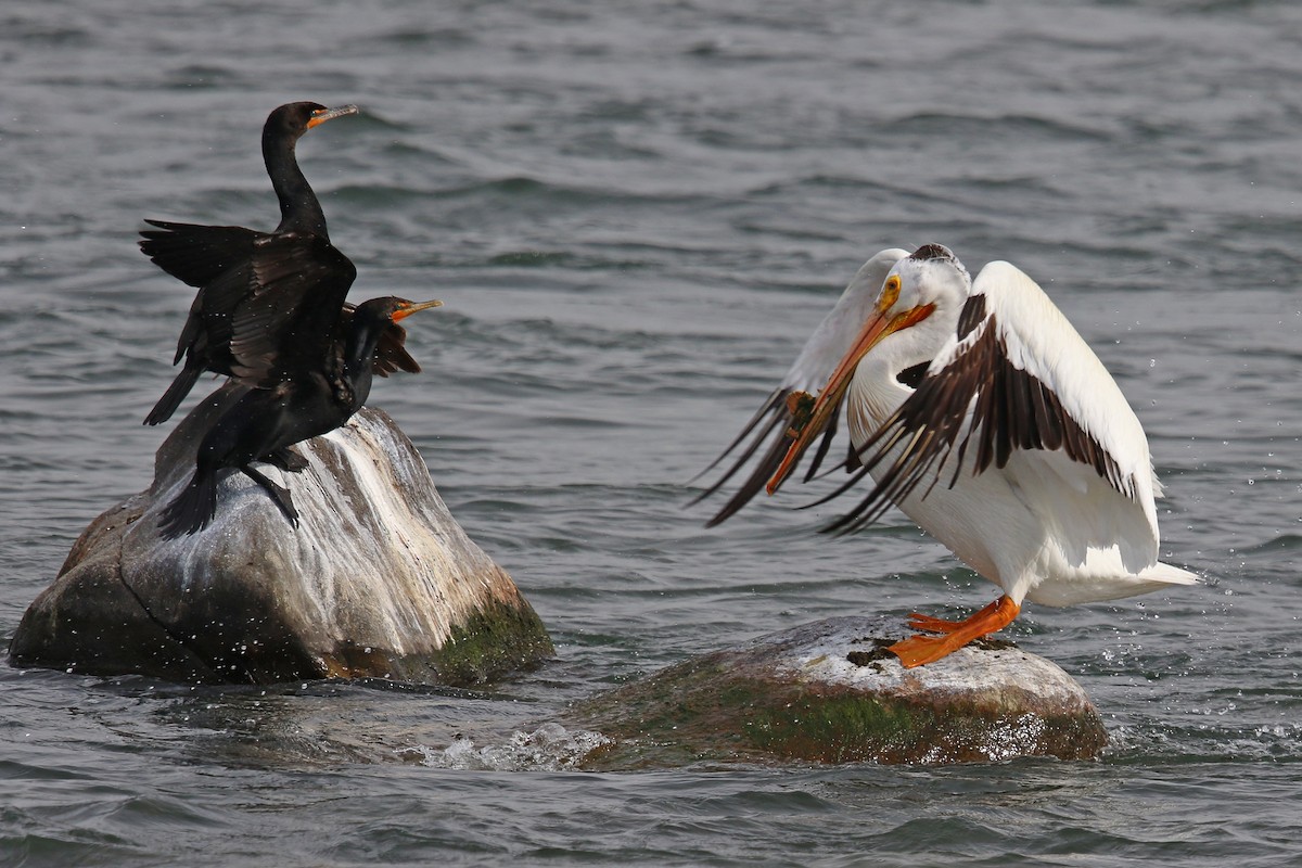 pelikán severoamerický - ML169350851