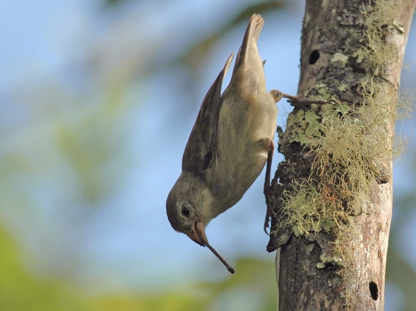 Woodpecker Finch - Andrew Dobson