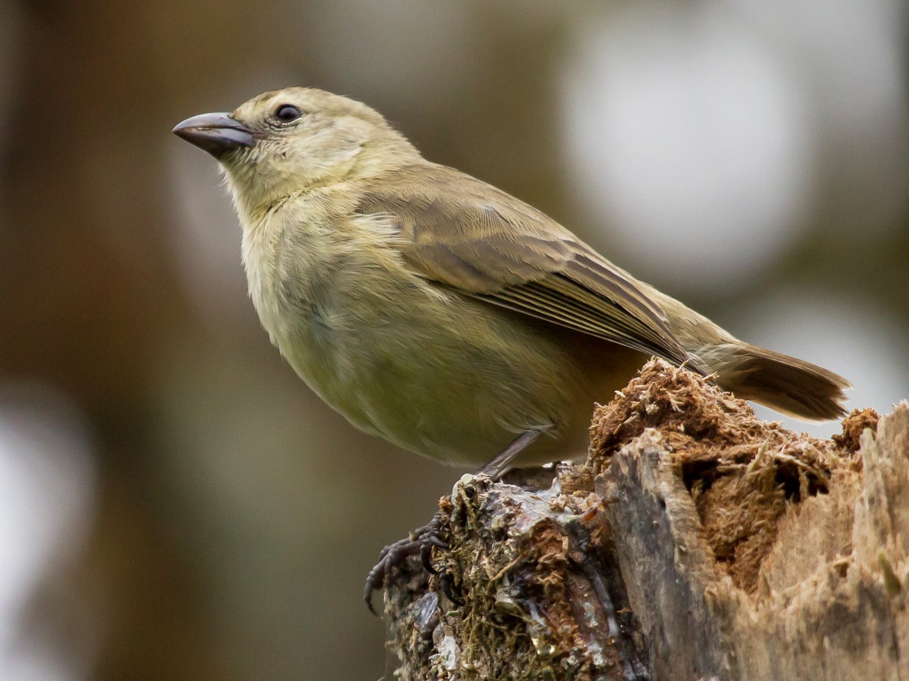 キツツキフィンチ Ebird