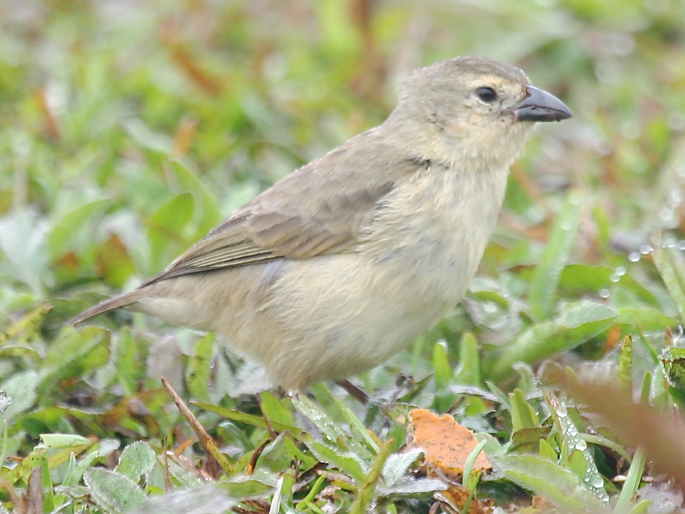 キツツキフィンチ Ebird