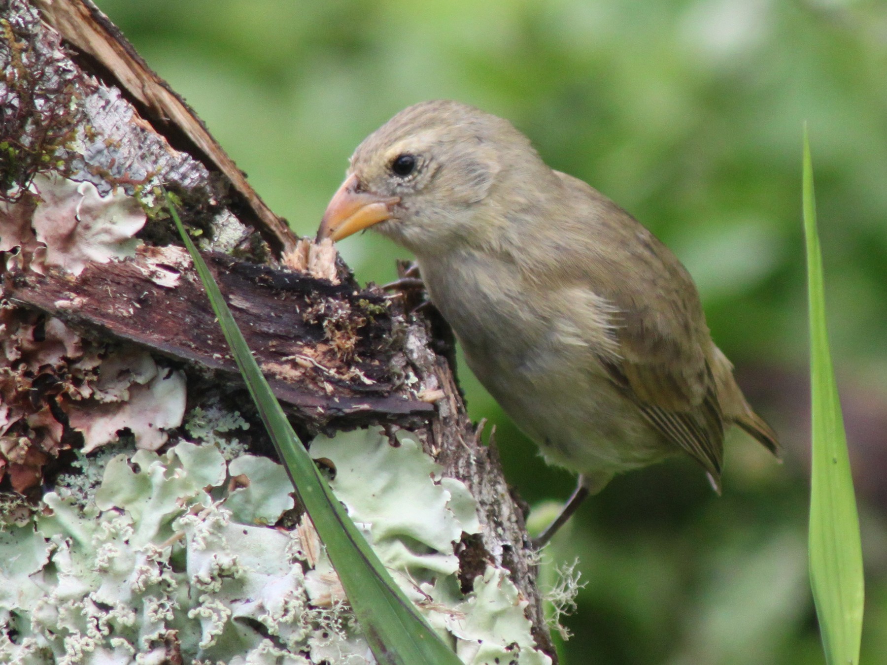 Woodpecker Finch - John Drummond