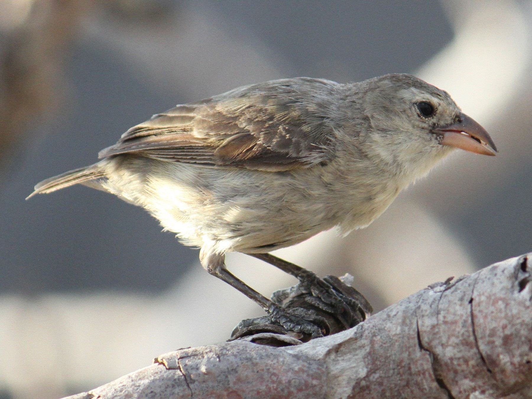 Woodpecker Finch - Ben Dudek