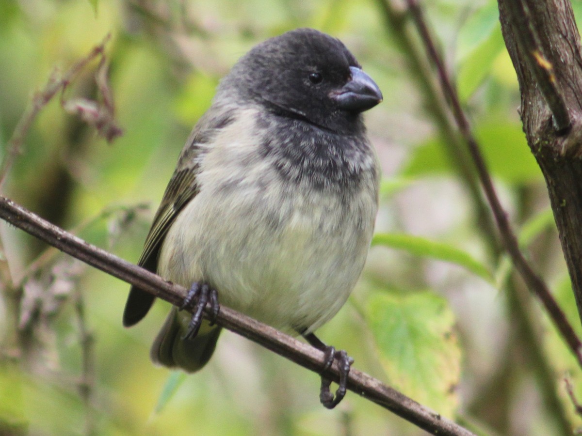 Large Tree-Finch - Camarhynchus psittacula - Birds of the World