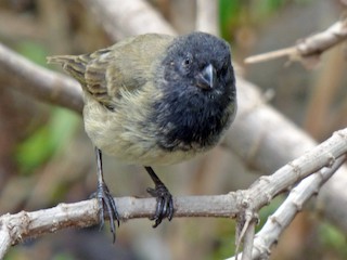  - Large Tree-Finch