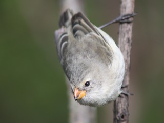  - Small Tree-Finch