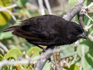  - Small Ground-Finch