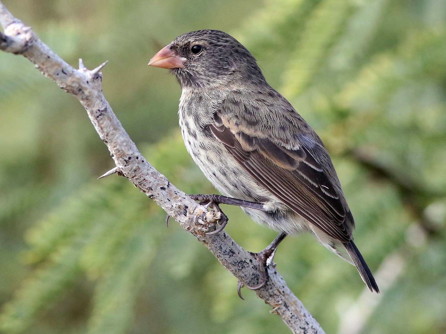 Small Ground-Finch - Michael O'Brien