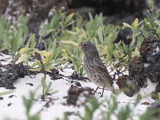  - Small Ground-Finch