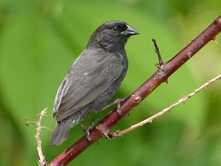  - Small Ground-Finch