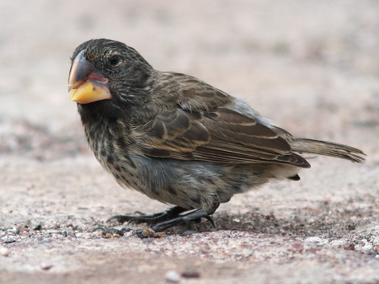 Large Ground-Finch - Michael O'Brien