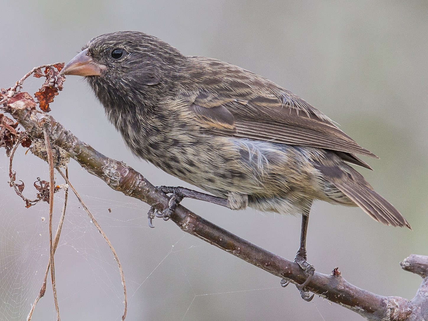 Genovesa Ground-Finch - eBird