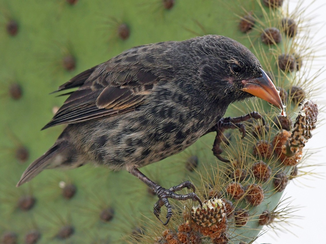 Common Cactus-Finch - Joshua Vandermeulen