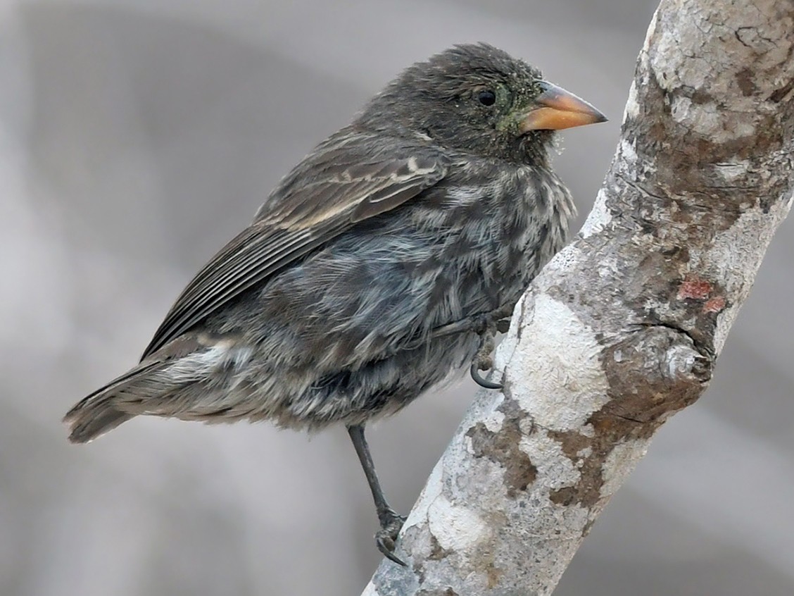 Common Cactus-Finch - Joshua Vandermeulen