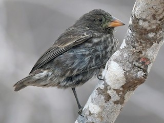 雌鳥 - Joshua Vandermeulen - ML169353611