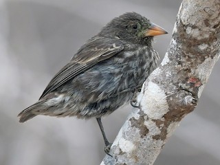 Kaktusgrundfink - eBird