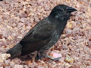 Common Cactus Finch Geospiza Scandens Birds Of The World