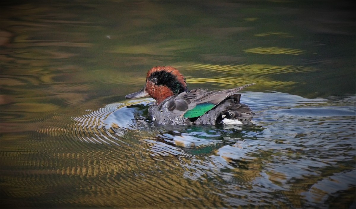Green-winged Teal - ML169353661