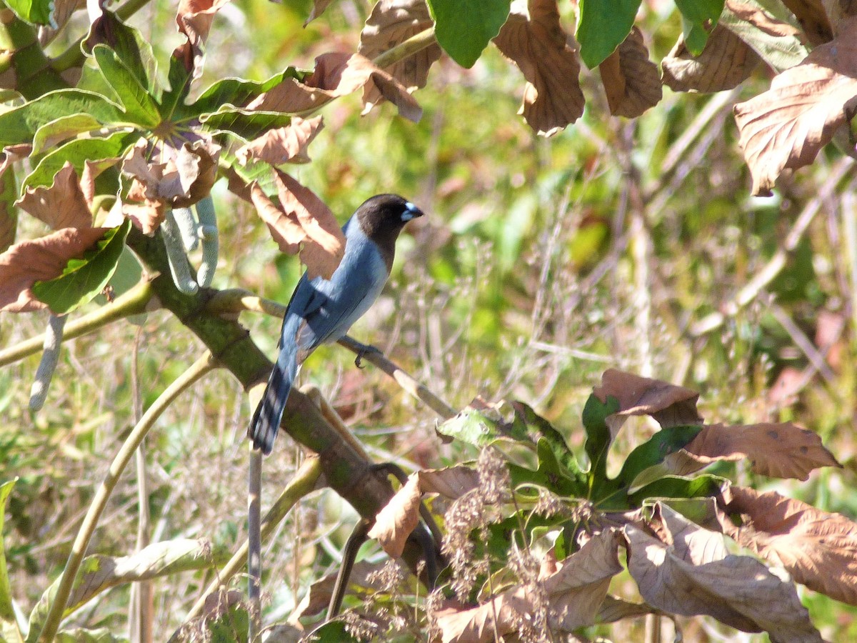 Black-faced Tanager - ML169354881