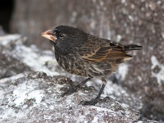 Female - Michael O'Brien - ML169357161